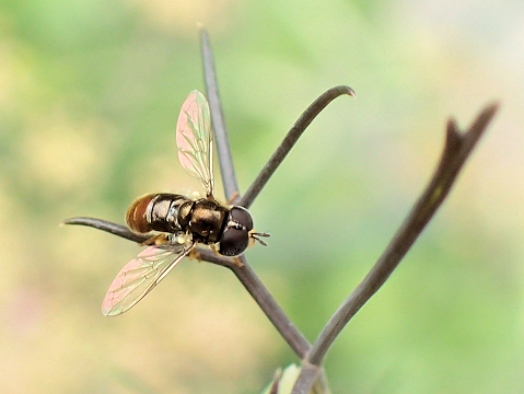 Paragus haemorrhous (Black-backed Grass Skimmer)