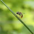 Paragus haemorrhous