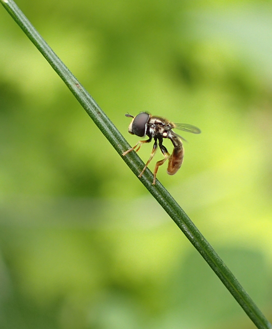 Paragus haemorrhous (Black-backed Grass Skimmer)