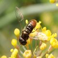 Paragus haemorrhous
