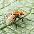 Gymnoclytia