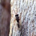 Eurytomidae