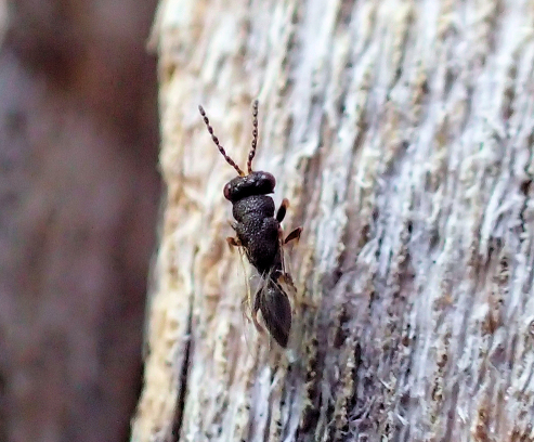 Family Eurytomidae
