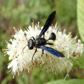 Isodontia philadelphica