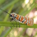 Utetheisa ornatrix