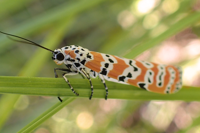 Utetheisa ornatrix (Ornate Bella Moth)