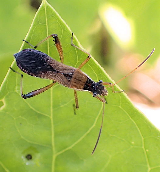 Alydus pilosulus (White-margined Alydid)