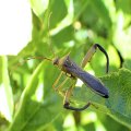 Hyalymenus longispinus
