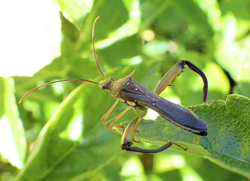Hyalymenus longispinus
