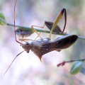 Hyalymenus longispinus