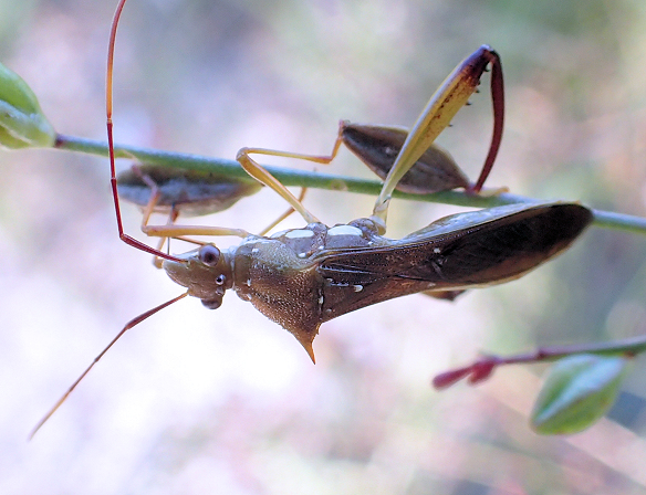 Hyalymenus longispinus