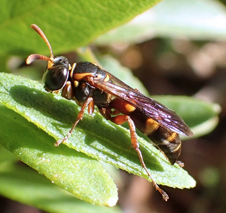 Genus Gorytes