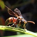 Gorytes