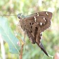 Urbanus proteus