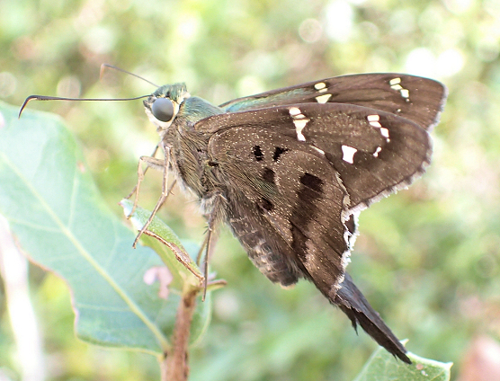 Urbanus proteus (Long-tailed Skipper)