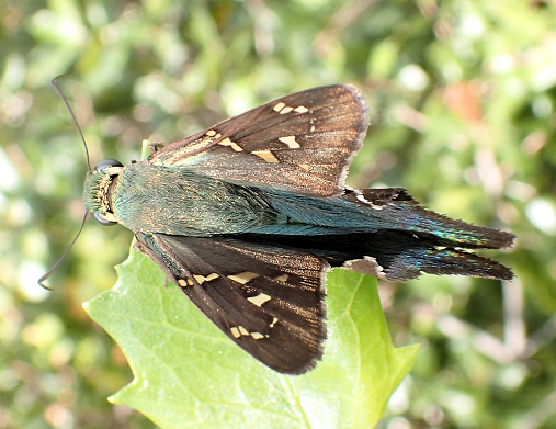 Urbanus proteus (Long-tailed Skipper)