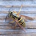 Vespula squamosa