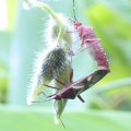 Namacus annulicornis