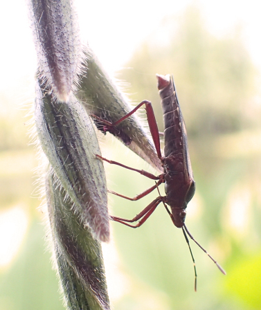Namacus annulicornis