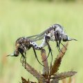 Toxophora