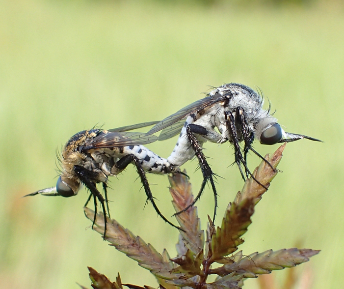 Genus Toxophora