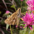 Atalopedes huron