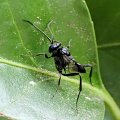 Evaniidae