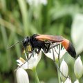 Ammophila pictipennis