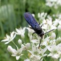 Scolia dubia