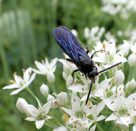 Scolia dubia (Blue-winged Scoliid Wasp)