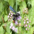 Scolia dubia