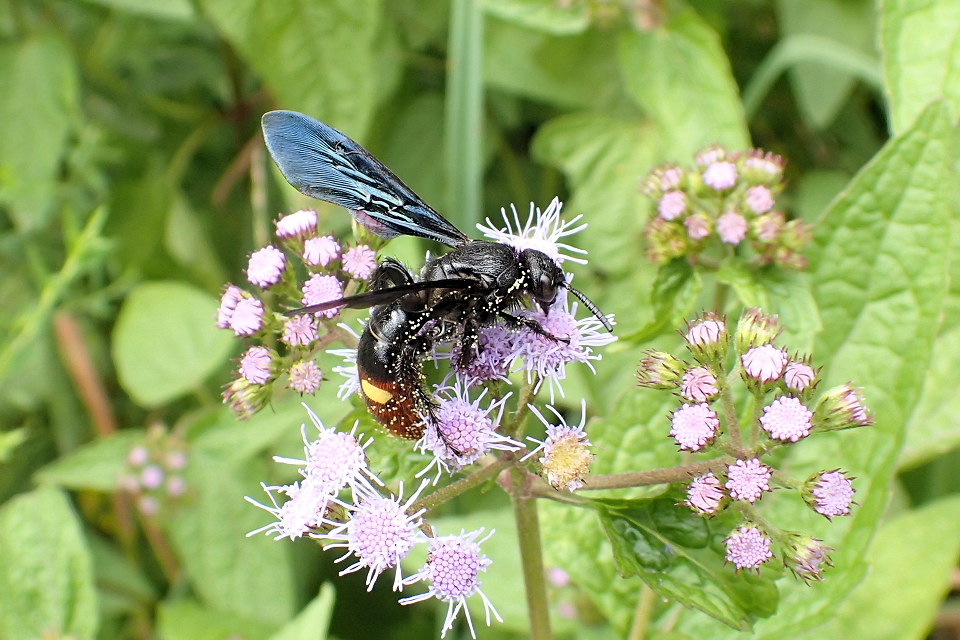 Scolia dubia (Blue-winged Scoliid Wasp)