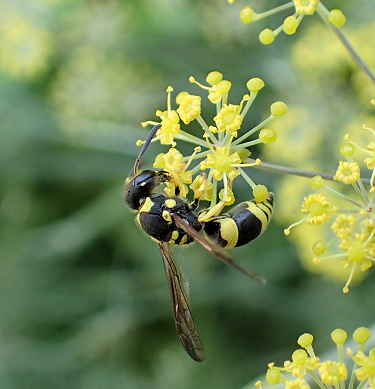 Ancistrocerus gazella (European Tube Wasp)