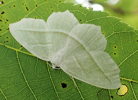 Campaea perlata (Pale Beauty)