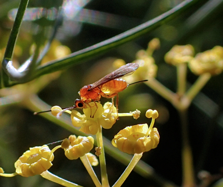 Suborder Apocrita (Narrow-waisted Hymenopterans)