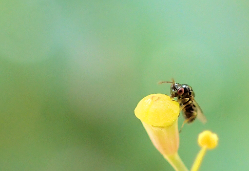 Suborder Apocrita (Narrow-waisted Hymenopterans)