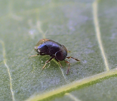 Genus Aenasius