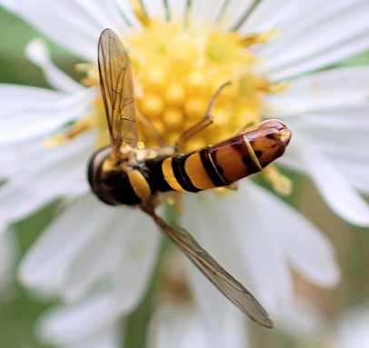 Genus Sphaerophoria (Globetails)