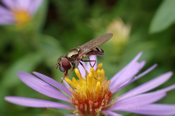 Genus Platycheirus (Sedgesitters)