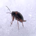 Boreus nivoriundus