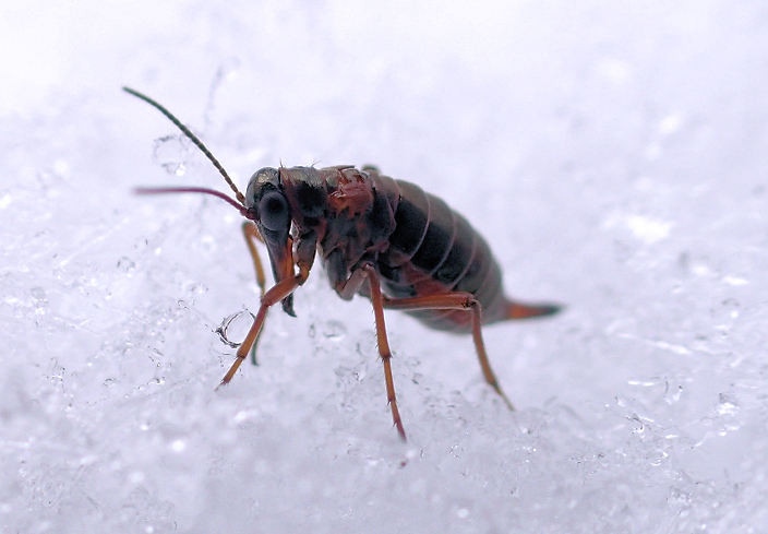 Boreus nivoriundus (Snow-born Boreus)