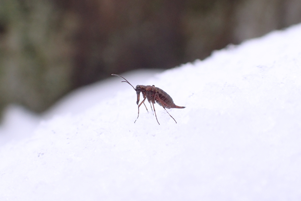 Boreus nivoriundus (Snow-born Boreus)
