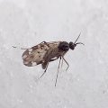 Sylvicola