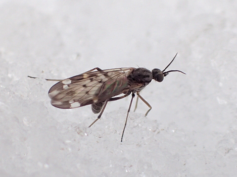 Genus Sylvicola
