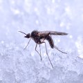 Sylvicola