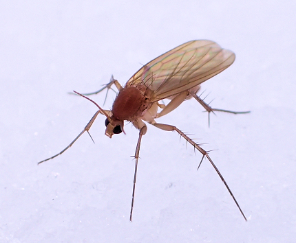 Family Mycetophilidae (Fungus Gnats)