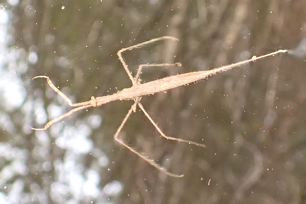 Genus Ranatra