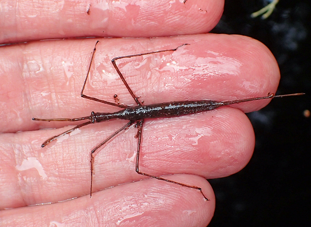 Genus Ranatra