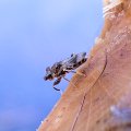 Sphyracephala brevicornis