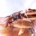 Ichneumon ultimus